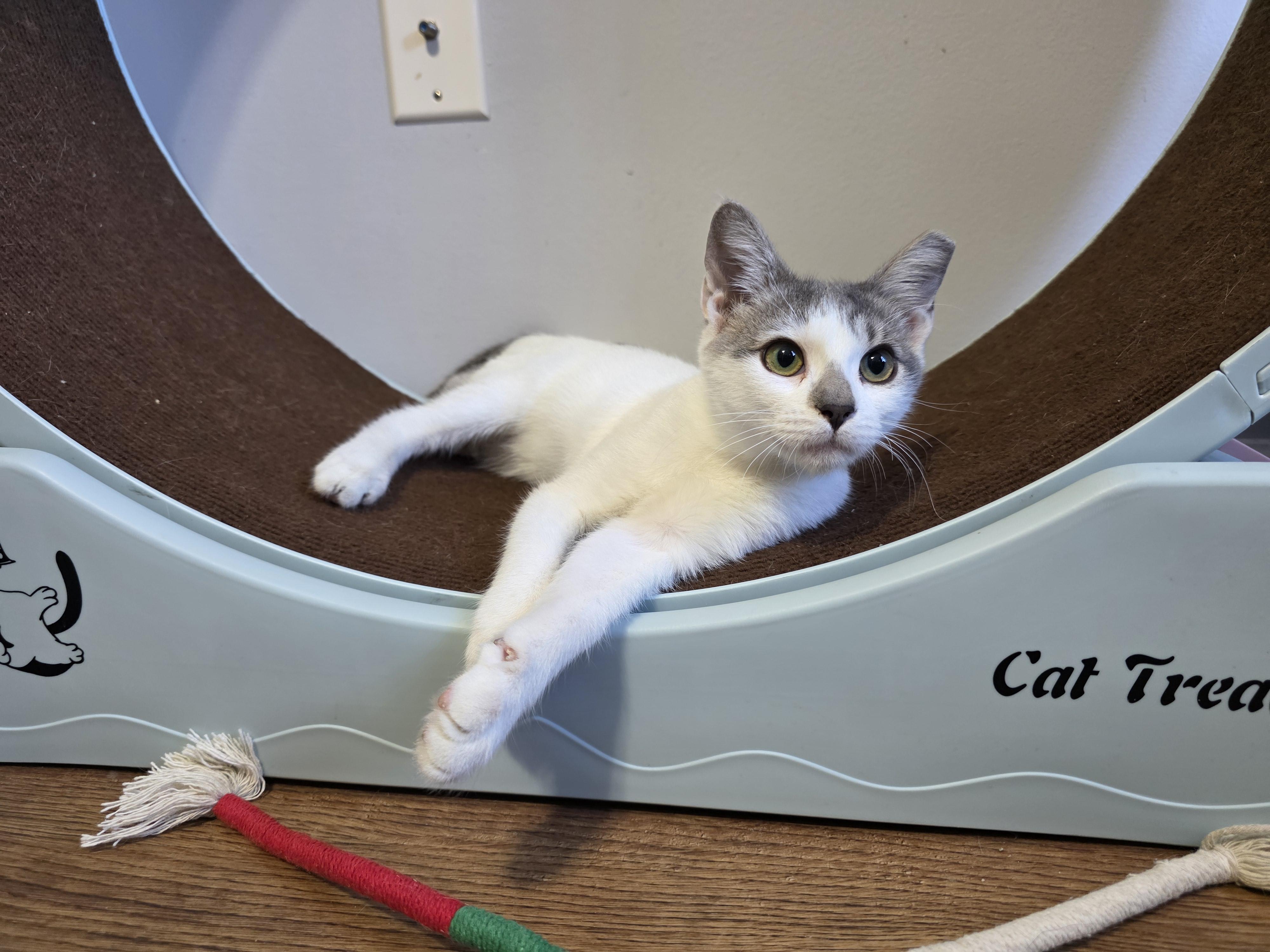 Enlarge Pistachio, a Adopted Domestic Short Hair in Wilmington, NC image 4/4