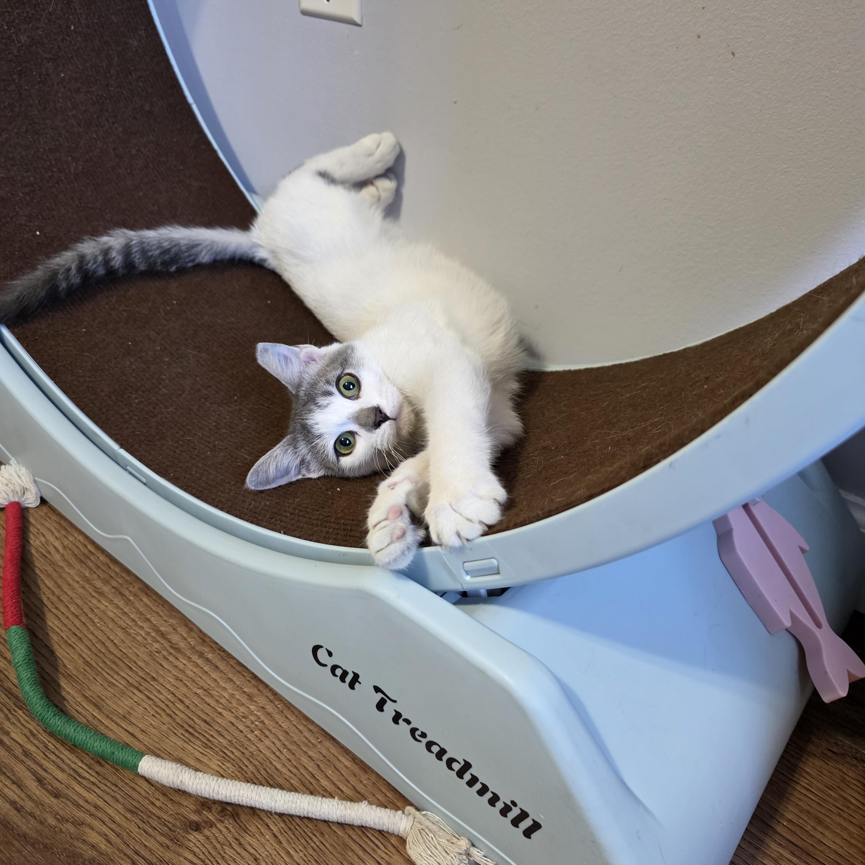 Pistachio, Adopted, Kitten Male Domestic Short Hair.