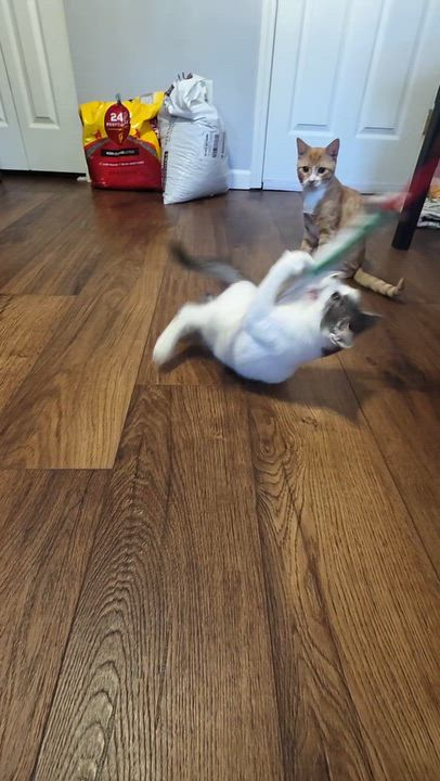 Enlarge Pistachio, a Adopted Domestic Short Hair in Wilmington, NC video 2/4