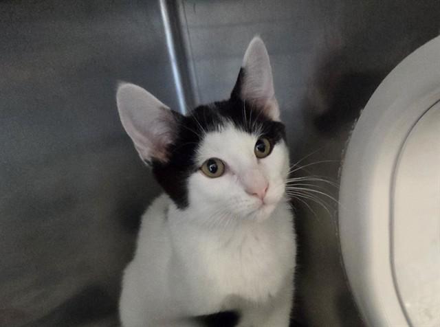 MERCAT, Adoptable, Kitten Male Domestic Short Hair.