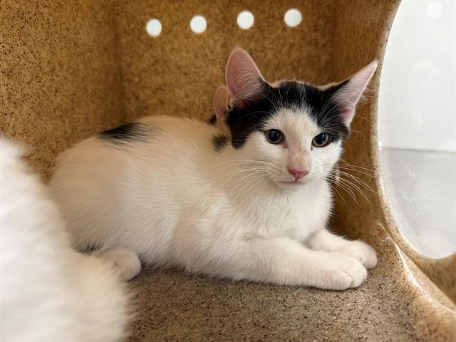 Enlarge MERCAT, a Adoptable Domestic Short Hair in Antioch, CA image 1/1