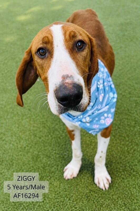 Ziggy, Adoptable, Adult Male Foxhound.