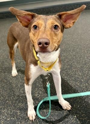 Sandy — thumbnail 3