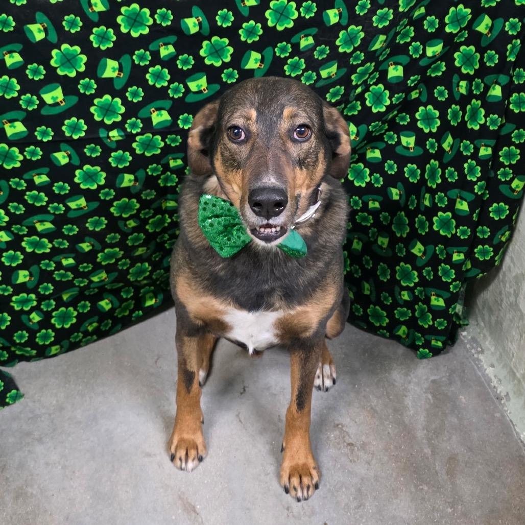 Enlarge Bob, a Adoptable mixed breed in Eureka Springs, AR image 1/6