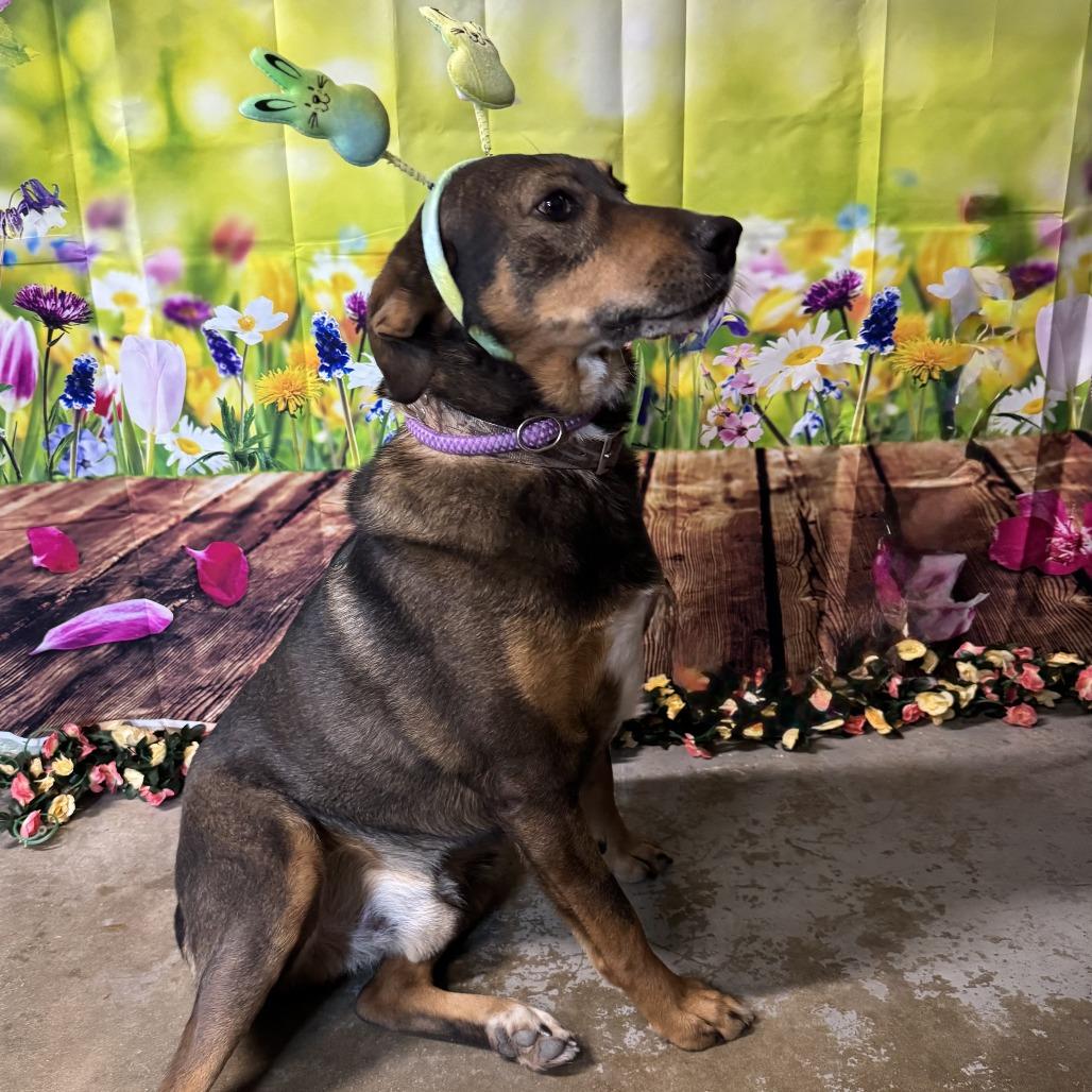 Enlarge Bob, a Adoptable mixed breed in Eureka Springs, AR image 2/6