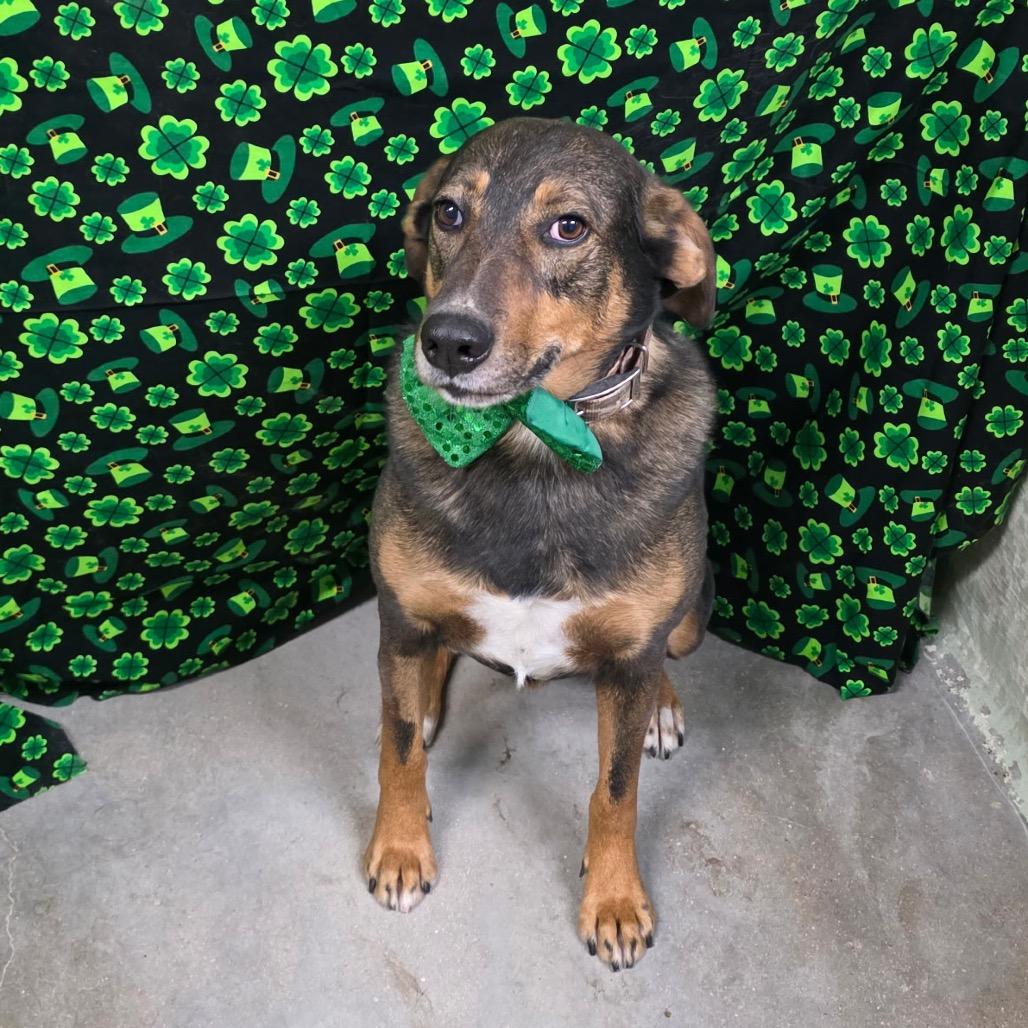 Enlarge Bob, a Adoptable mixed breed in Eureka Springs, AR image 3/6