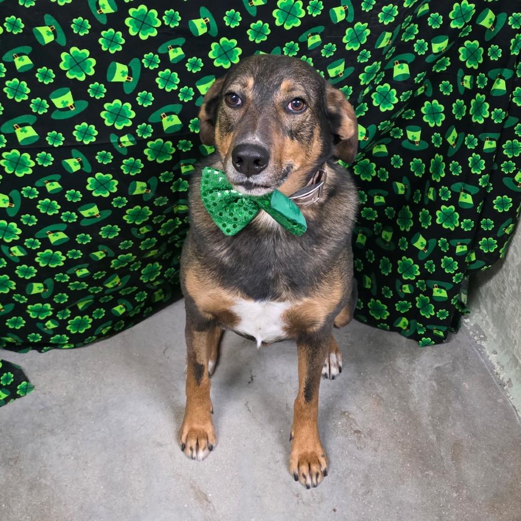 Enlarge Bob, a Adoptable mixed breed in Eureka Springs, AR image 4/6