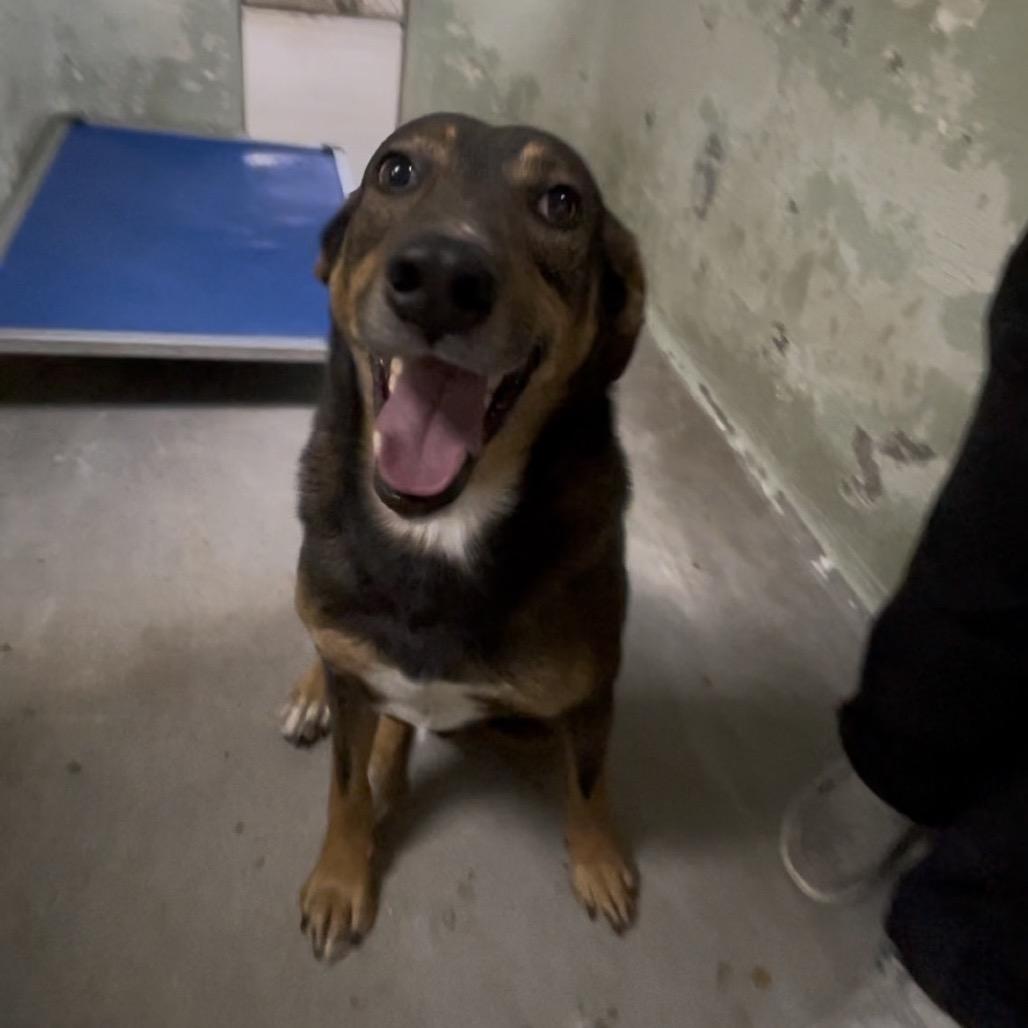 Bob, Adoptable, Adult Male Doberman Pinscher & Hound.