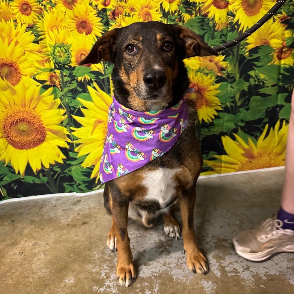 Enlarge Bob, a Adoptable mixed breed in Eureka Springs, AR image 6/6