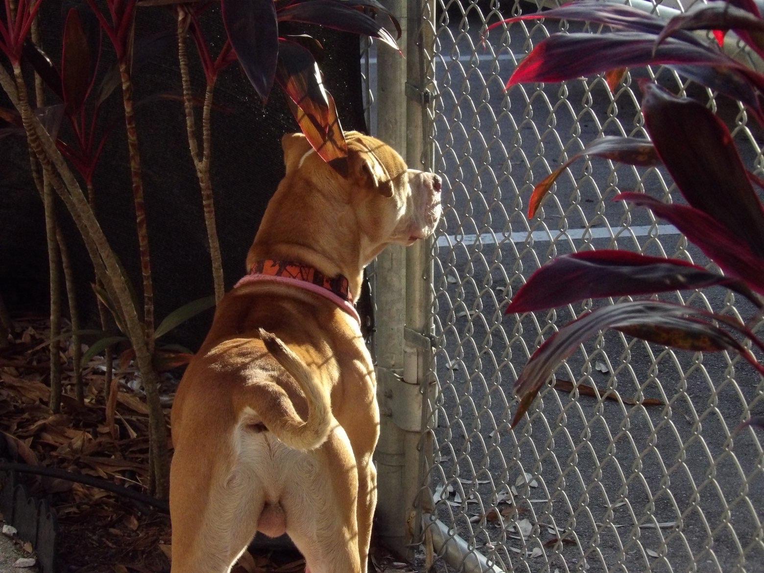 Enlarge Toyota, a ADOPTABLE mixed breed in Fort Pierce, FL image 1/3