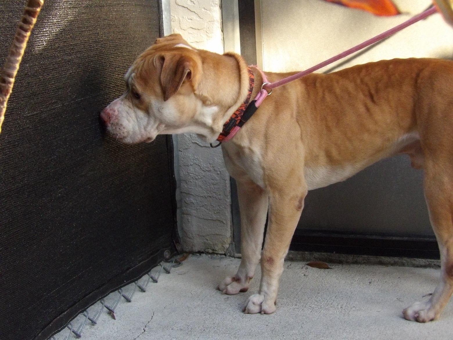 Enlarge Toyota, a ADOPTABLE mixed breed in Fort Pierce, FL image 2/3