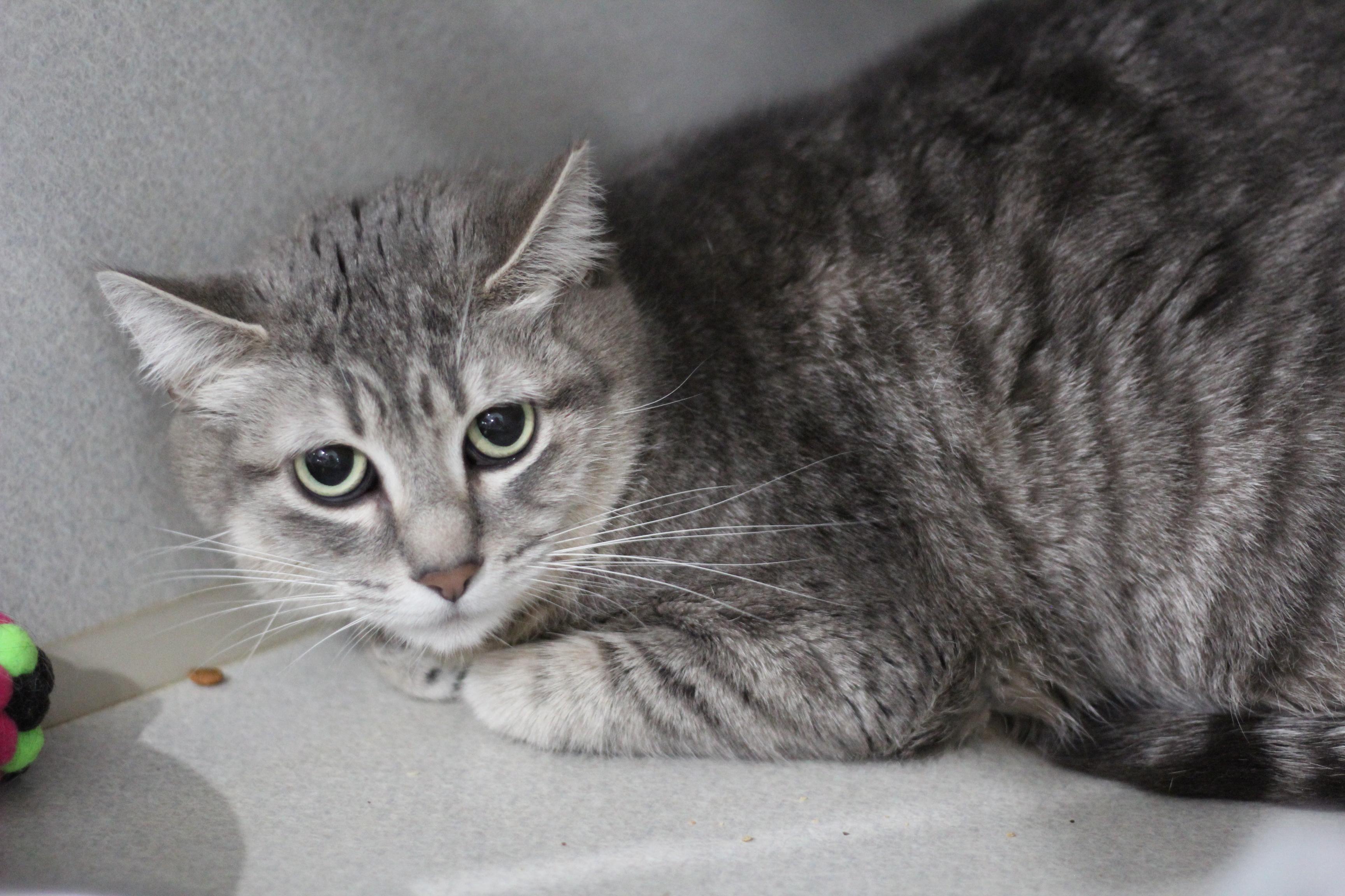 Pebbles, adopted, Adult Female Domestic Short Hair.