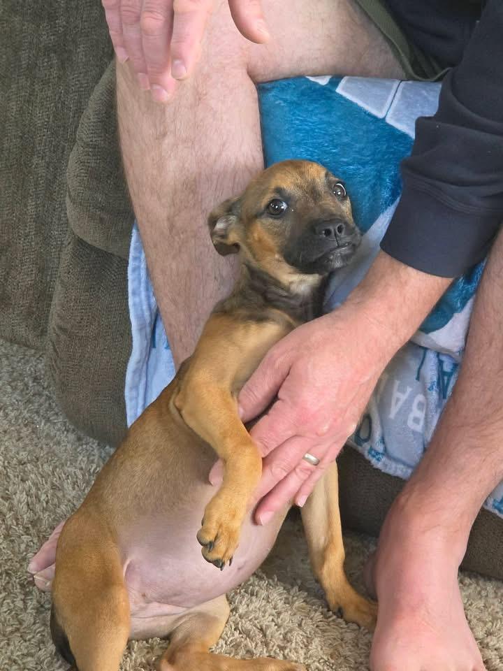 Sienna, a Adoptable Black Mouth Cur in Berlin, NJ image 1/2