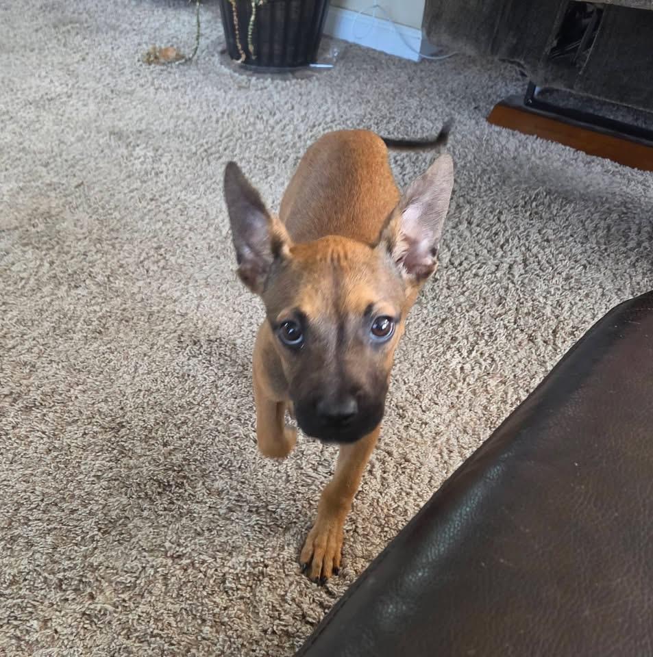Sienna, a Adoptable Black Mouth Cur in Berlin, NJ image 2/2