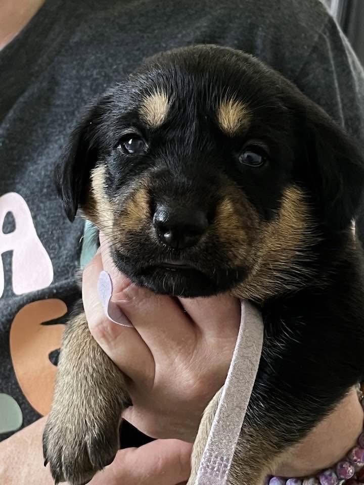 Enlarge Gemstone puppies females, a Adoptable mixed breed in Mooresville, NC image 1/3