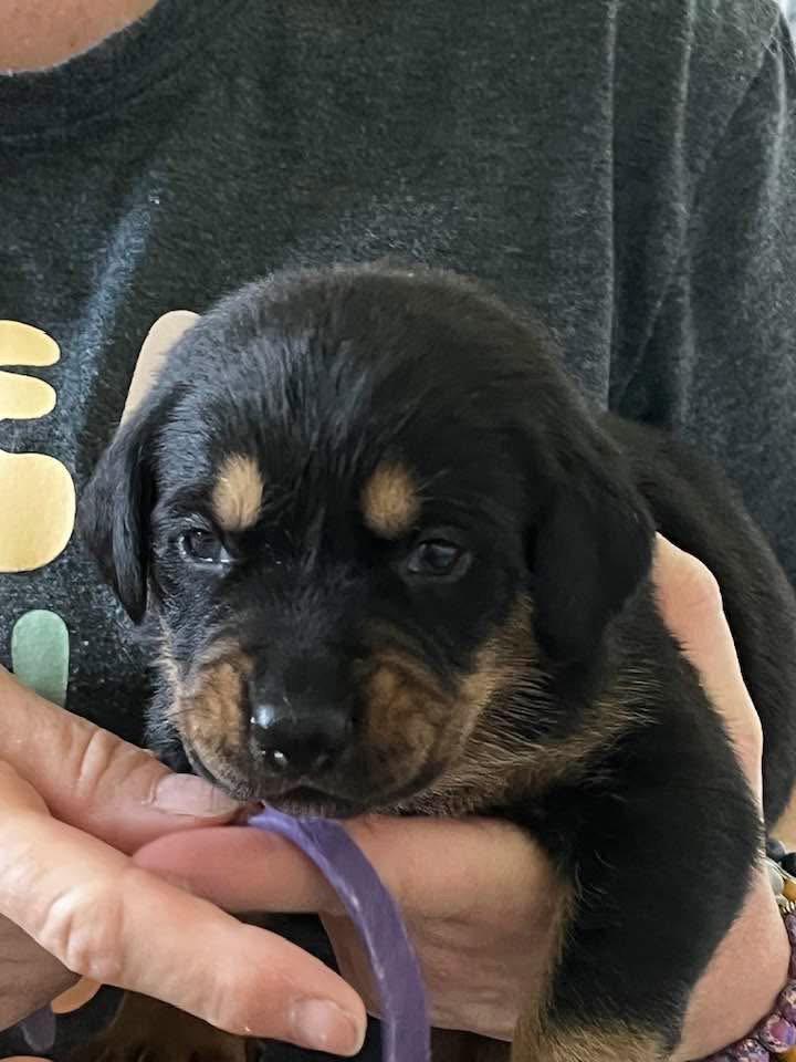 Enlarge Gemstone puppies females, a Adoptable mixed breed in Mooresville, NC image 2/3