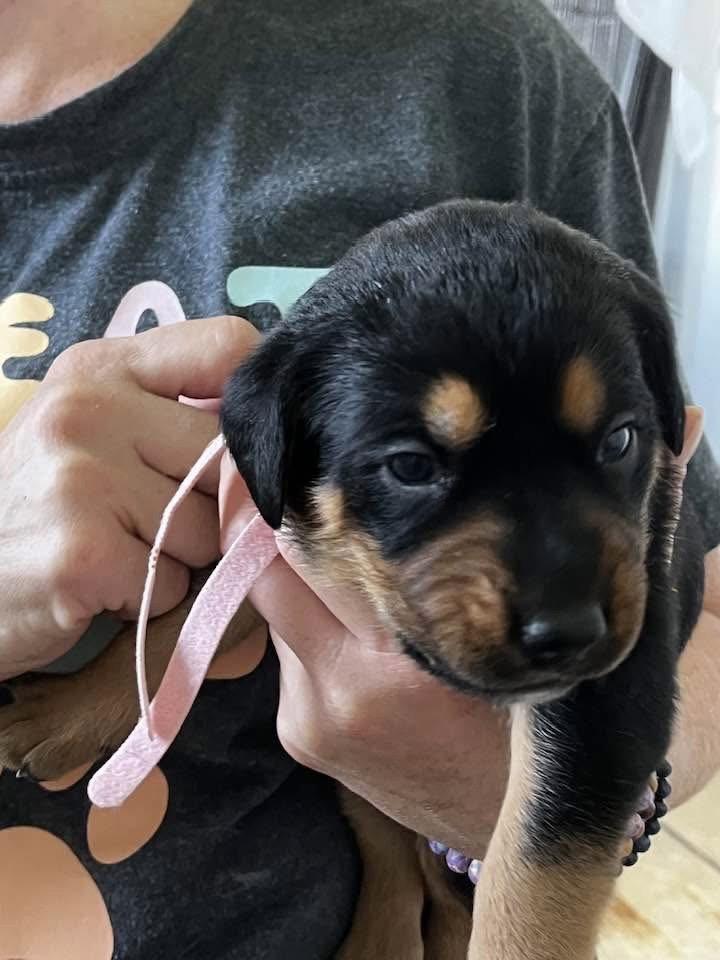 Enlarge Gemstone puppies females, a Adoptable mixed breed in Mooresville, NC image 3/3