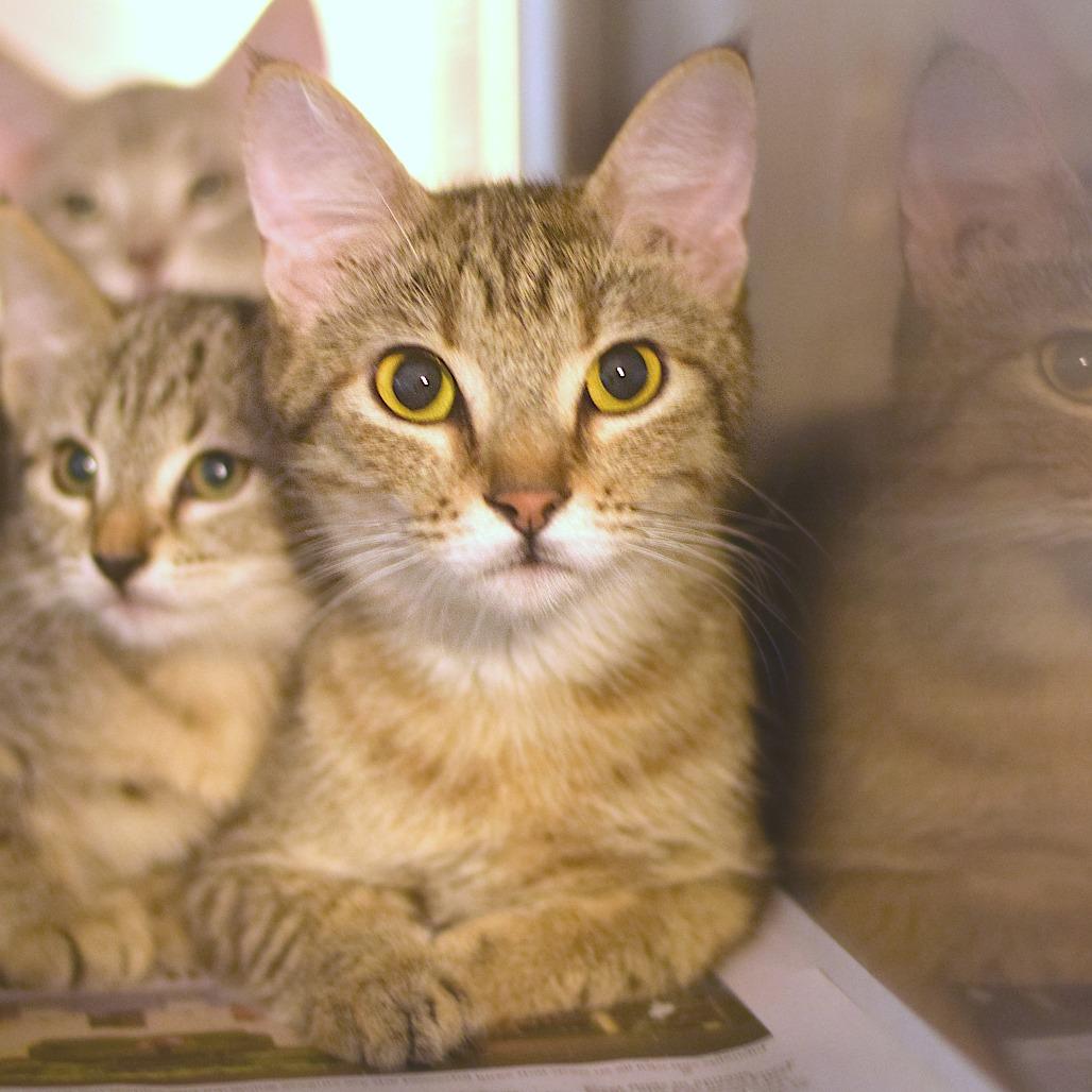 Enlarge Penelope, a Adoptable Domestic Medium Hair in Belleville, IL image 1/2