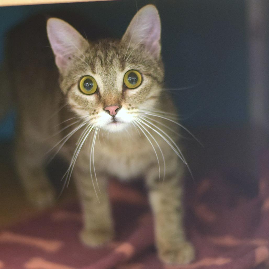 Enlarge Penelope, a Adoptable Domestic Medium Hair in Belleville, IL image 2/2