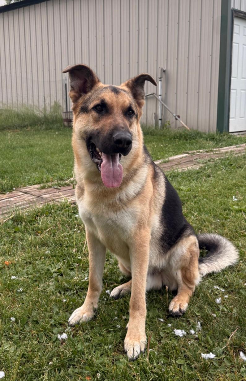 Enlarge Axel, a Adoptable German Shepherd Dog in Brainerd, MN image 3/3