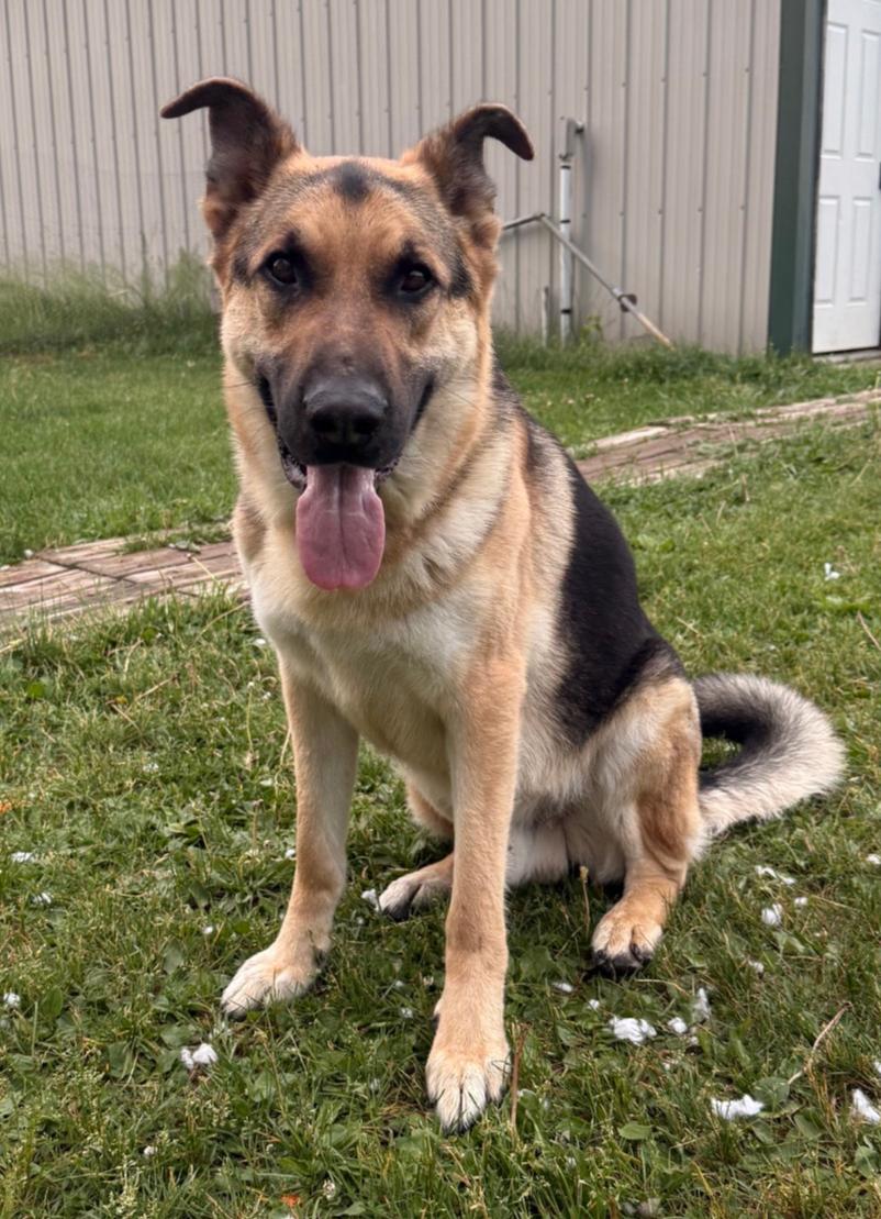 Axel, Adoptable, Adult Male German Shepherd Dog.