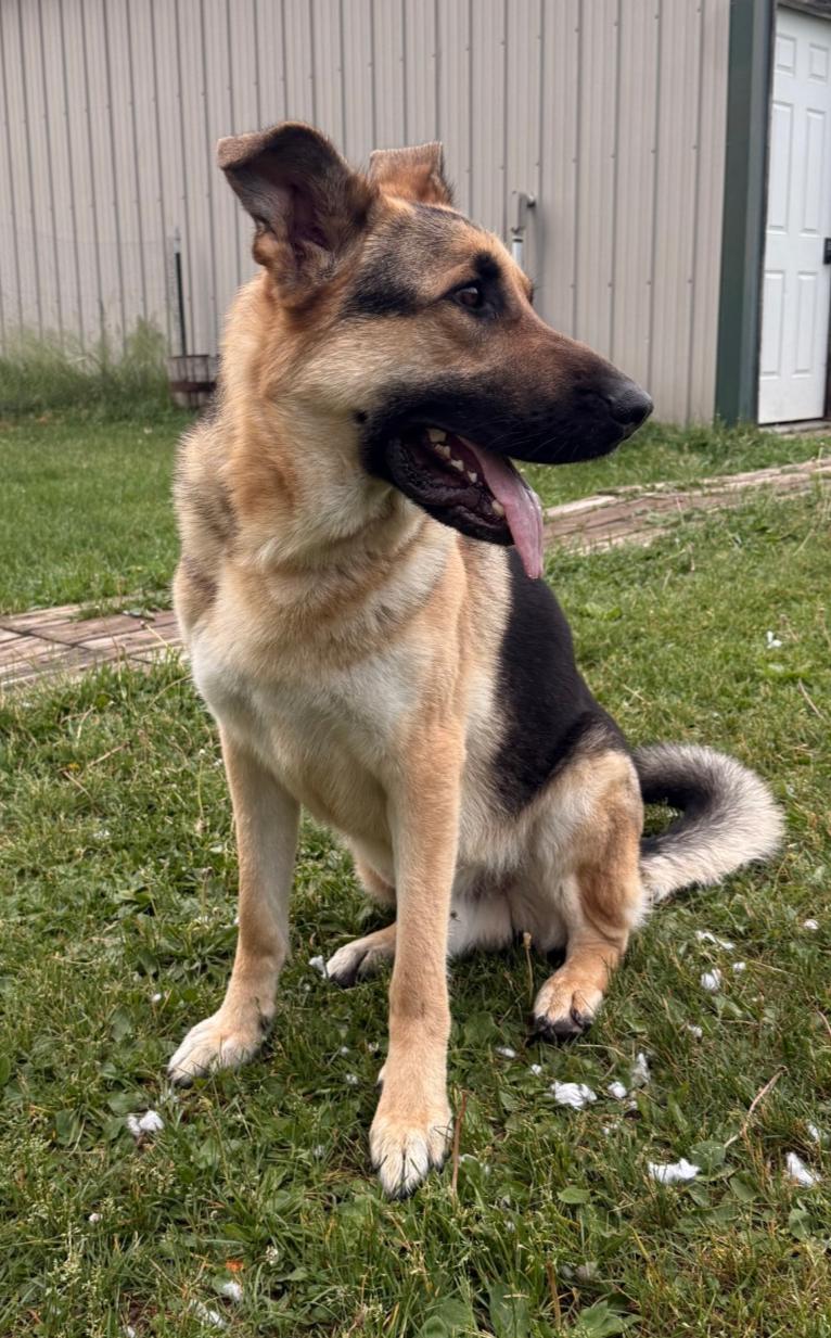 Enlarge Axel, a Adoptable German Shepherd Dog in Brainerd, MN image 2/3