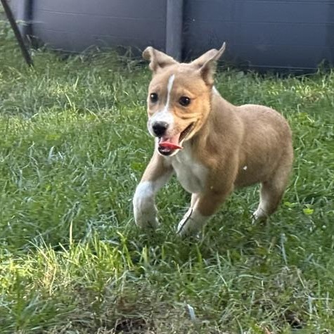 Enlarge Paige, a Adoptable mixed breed in Minneapolis, MN image 2/6