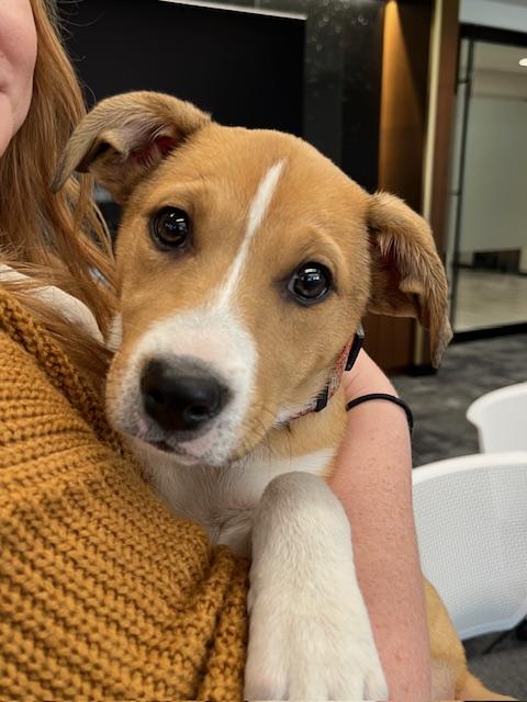 Paige, Adoptable, Puppy Female Shepherd & Mixed Breed.