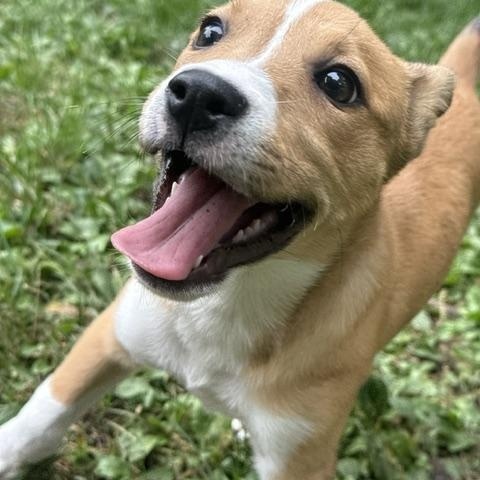 Enlarge Paige, a Adoptable mixed breed in Minneapolis, MN image 3/6