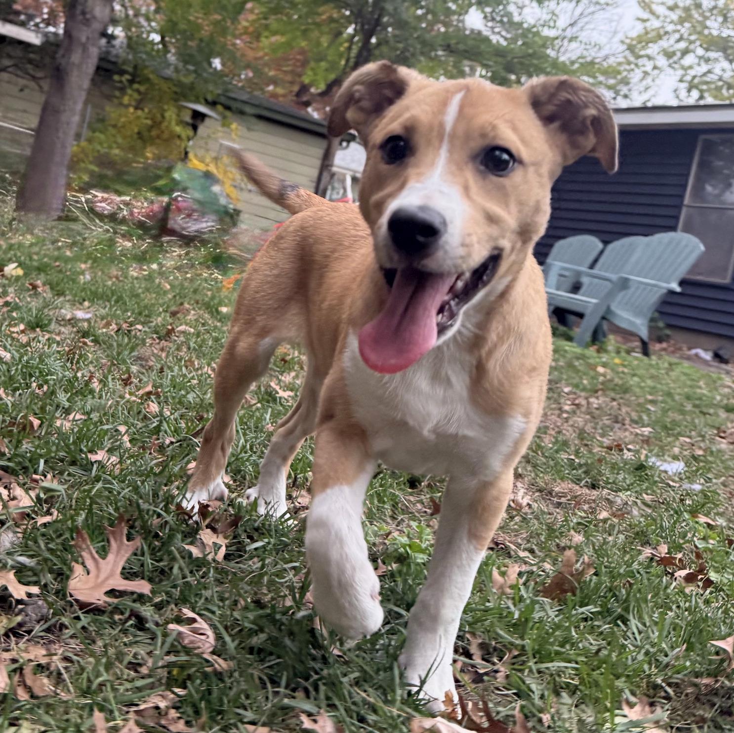 Paige, Adoptable, Puppy Female Shepherd & Mixed Breed.