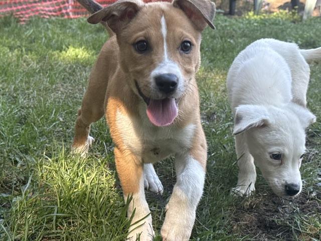 Enlarge Paige, a Adoptable mixed breed in Minneapolis, MN image 4/6