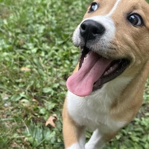 Enlarge Paige, a Adoptable mixed breed in Minneapolis, MN image 6/6