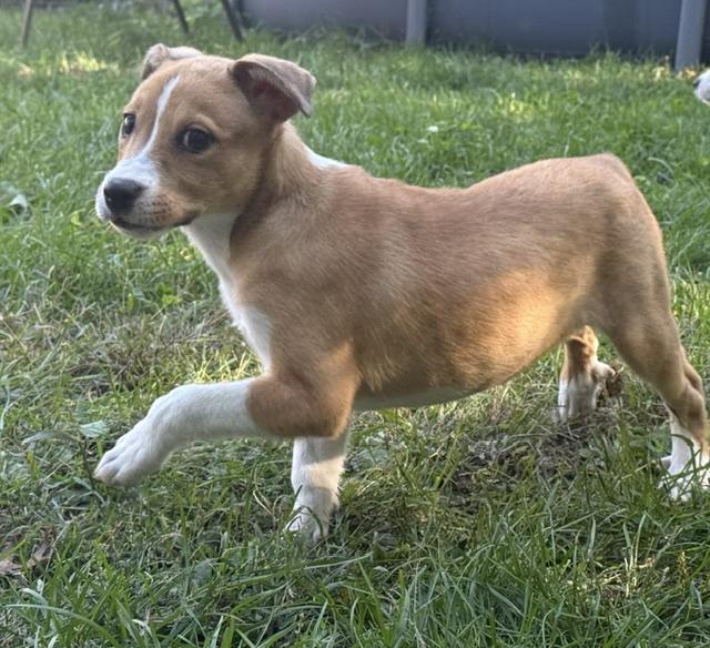 Enlarge Paige, a Adoptable mixed breed in Minneapolis, MN image 5/6