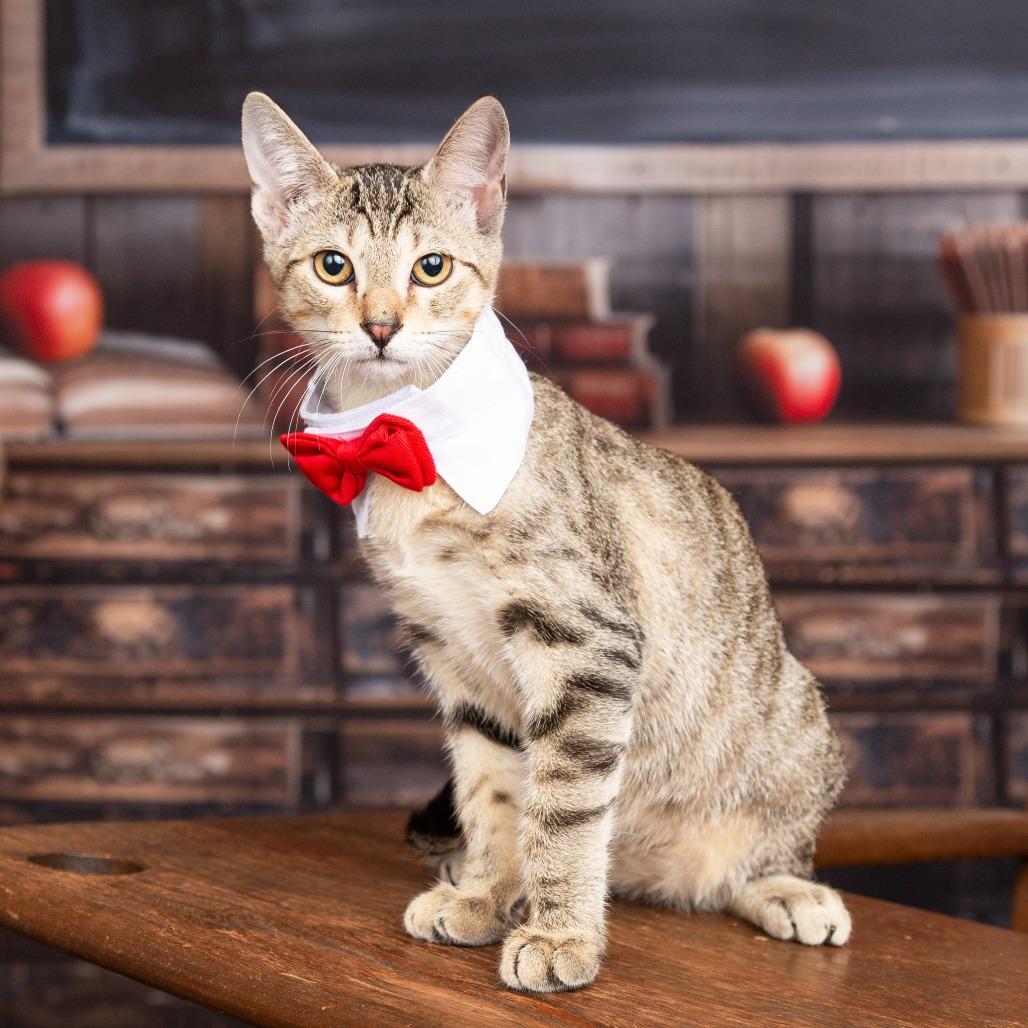 Enlarge Nico, a Adoptable Domestic Short Hair in Flower Mound, TX image 1/6