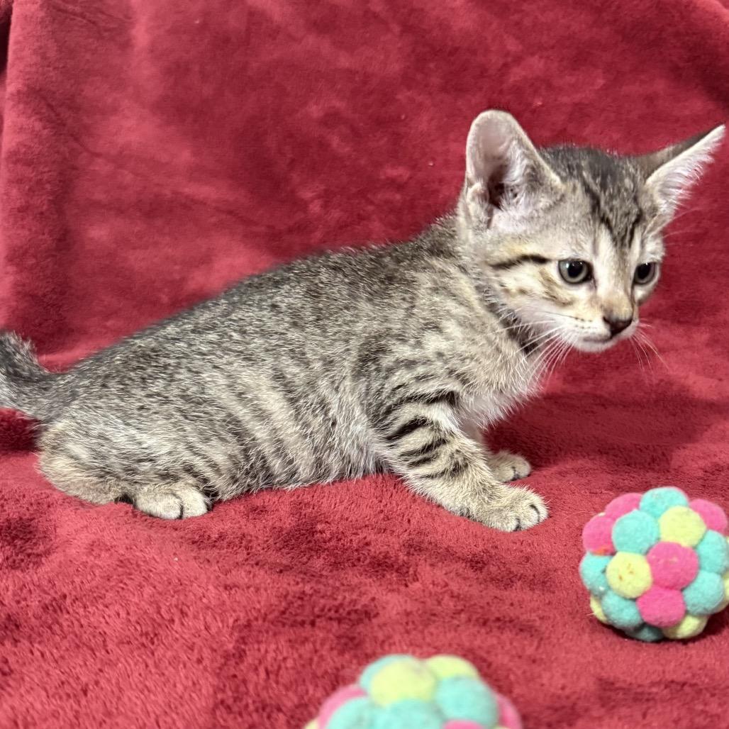 Enlarge Nico, a Adoptable Domestic Short Hair in Flower Mound, TX image 2/6