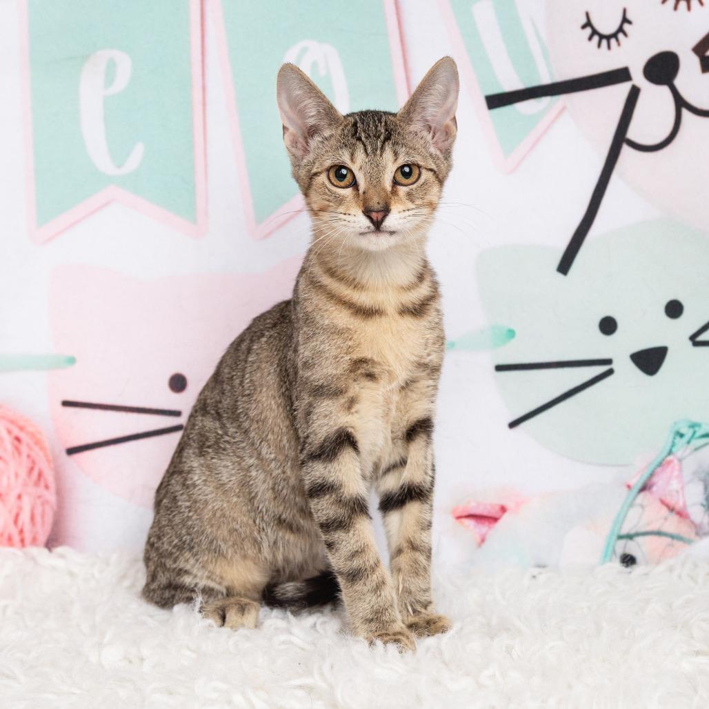 Enlarge Nico, a Adoptable Domestic Short Hair in Flower Mound, TX image 3/6