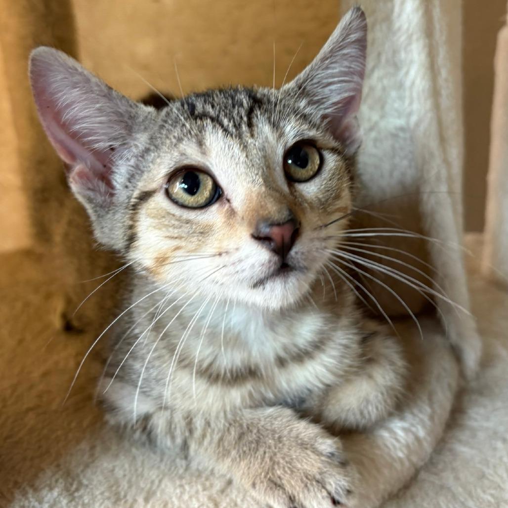 Enlarge Nico, a Adoptable Domestic Short Hair in Flower Mound, TX image 5/6