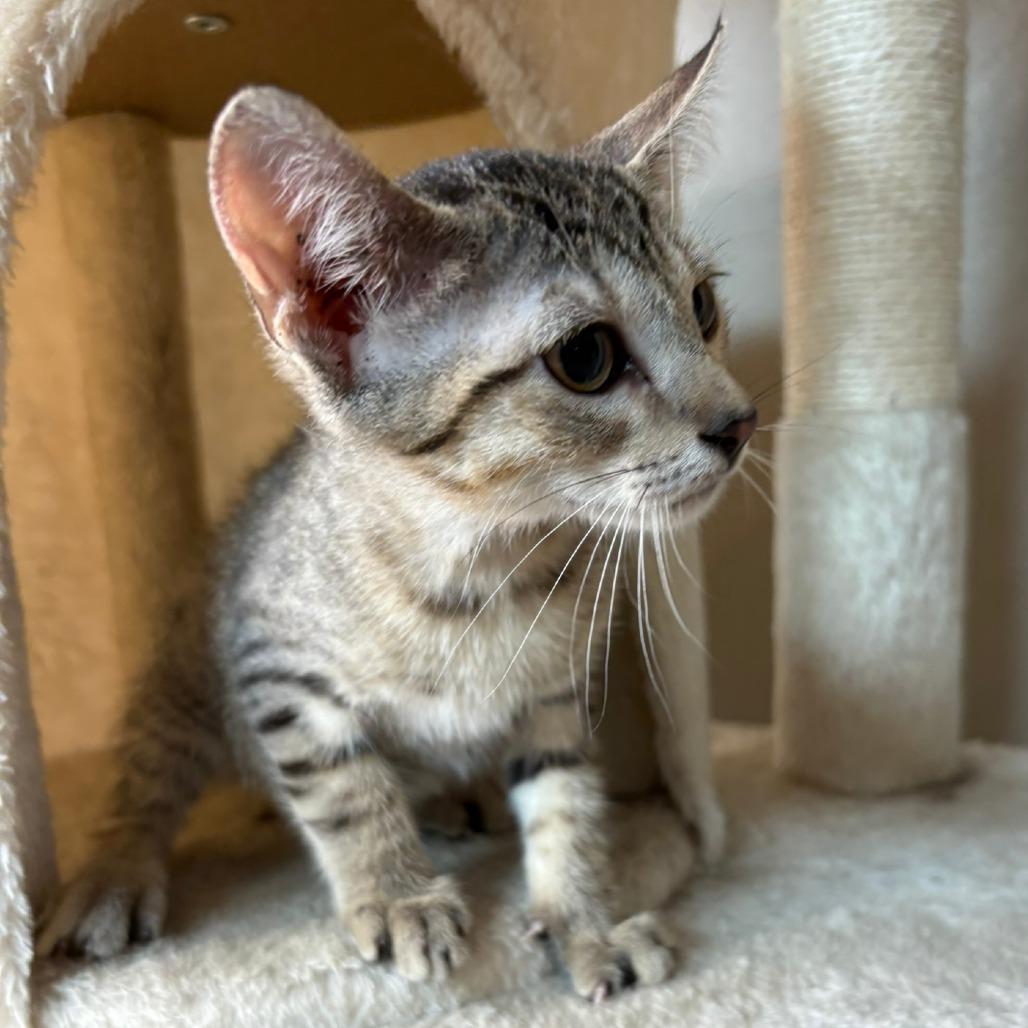 Enlarge Nico, a Adoptable Domestic Short Hair in Flower Mound, TX image 6/6