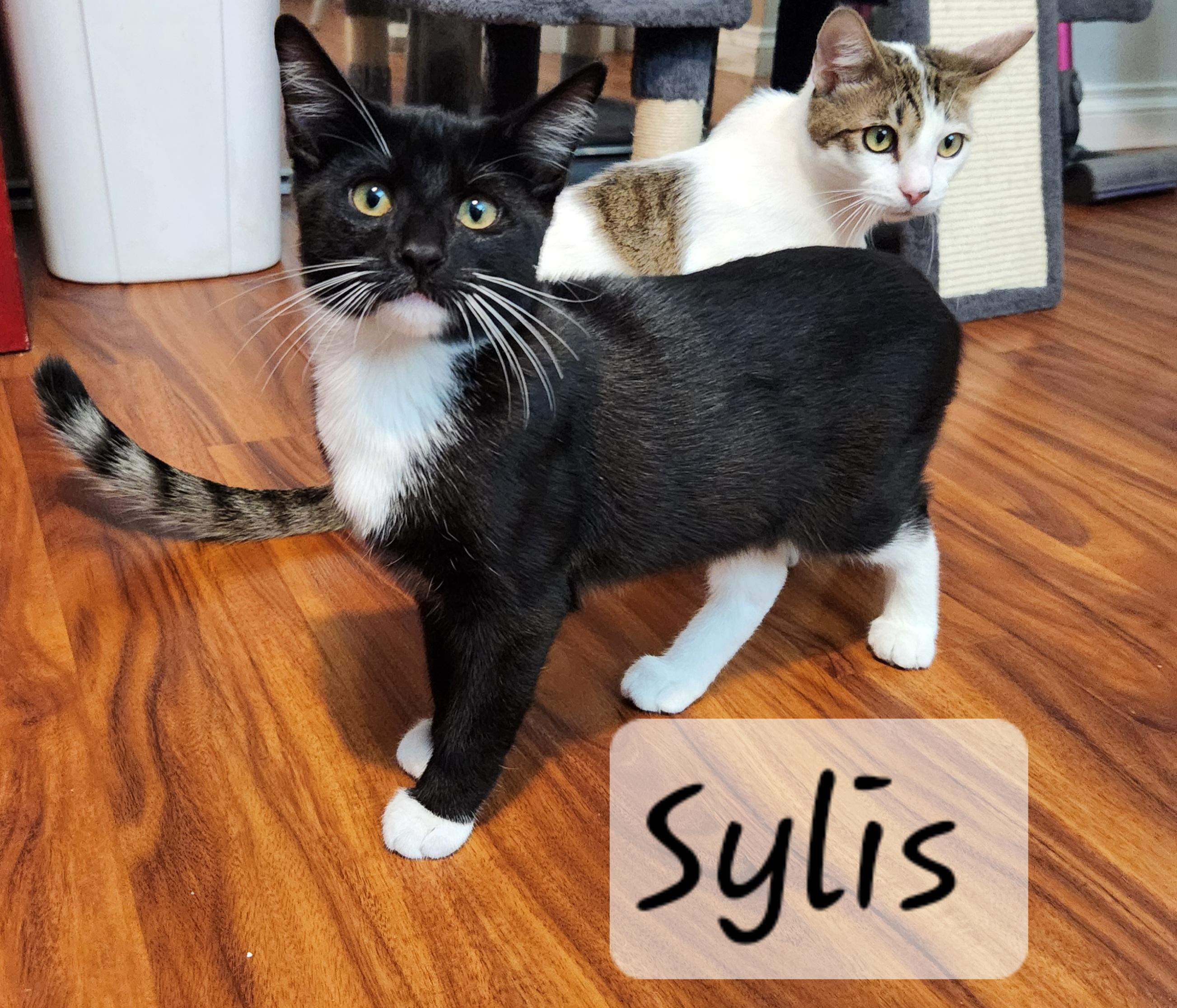 Enlarge Sylis, an adopted Domestic Short Hair in Redondo Beach, CA image 1/4