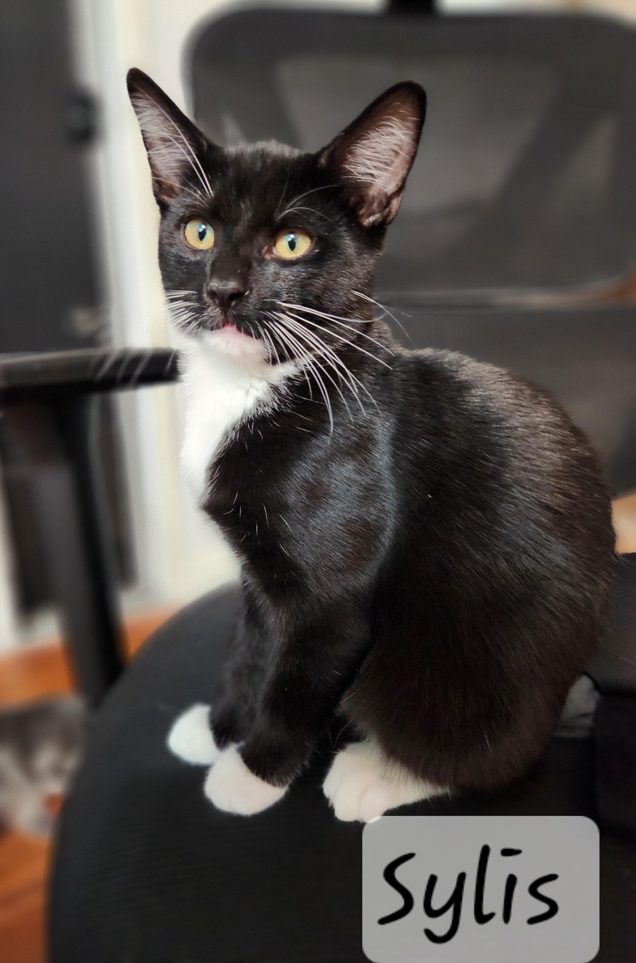 Enlarge Sylis, an adopted Domestic Short Hair in Redondo Beach, CA image 2/4