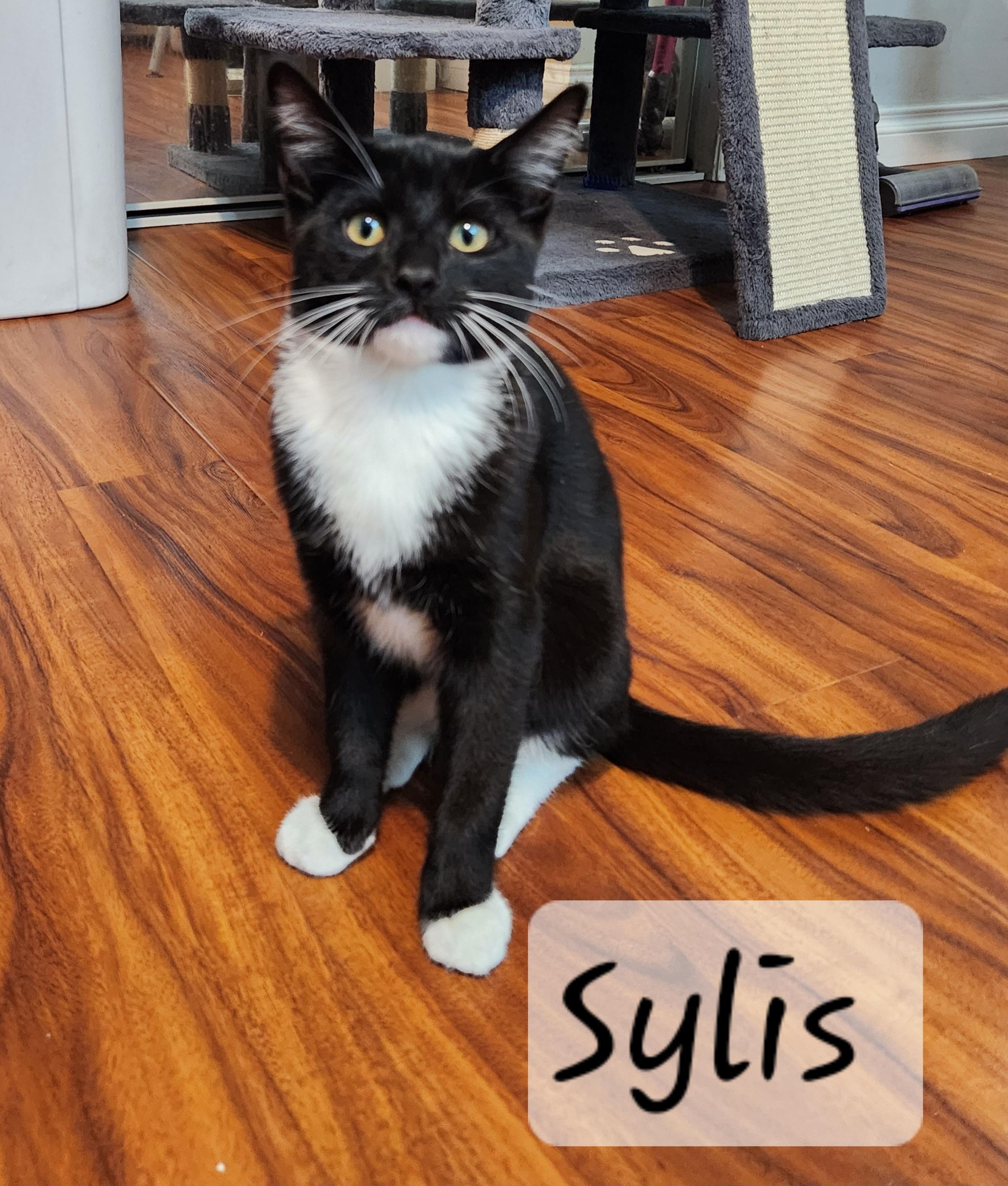 Enlarge Sylis, an adopted Domestic Short Hair in Redondo Beach, CA image 3/4