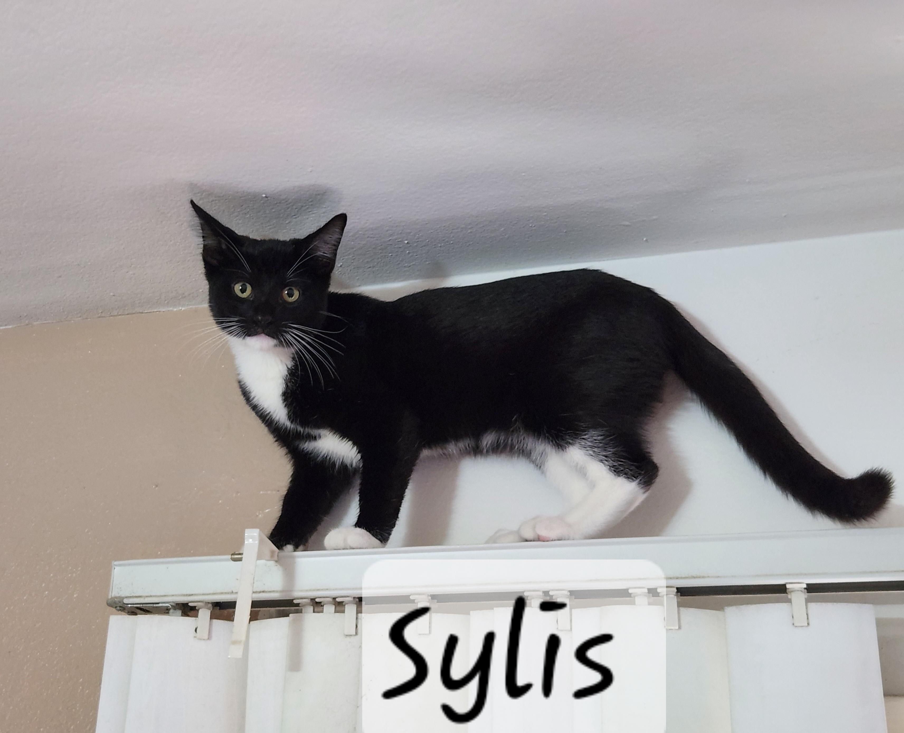 Enlarge Sylis, an adopted Domestic Short Hair in Redondo Beach, CA image 4/4