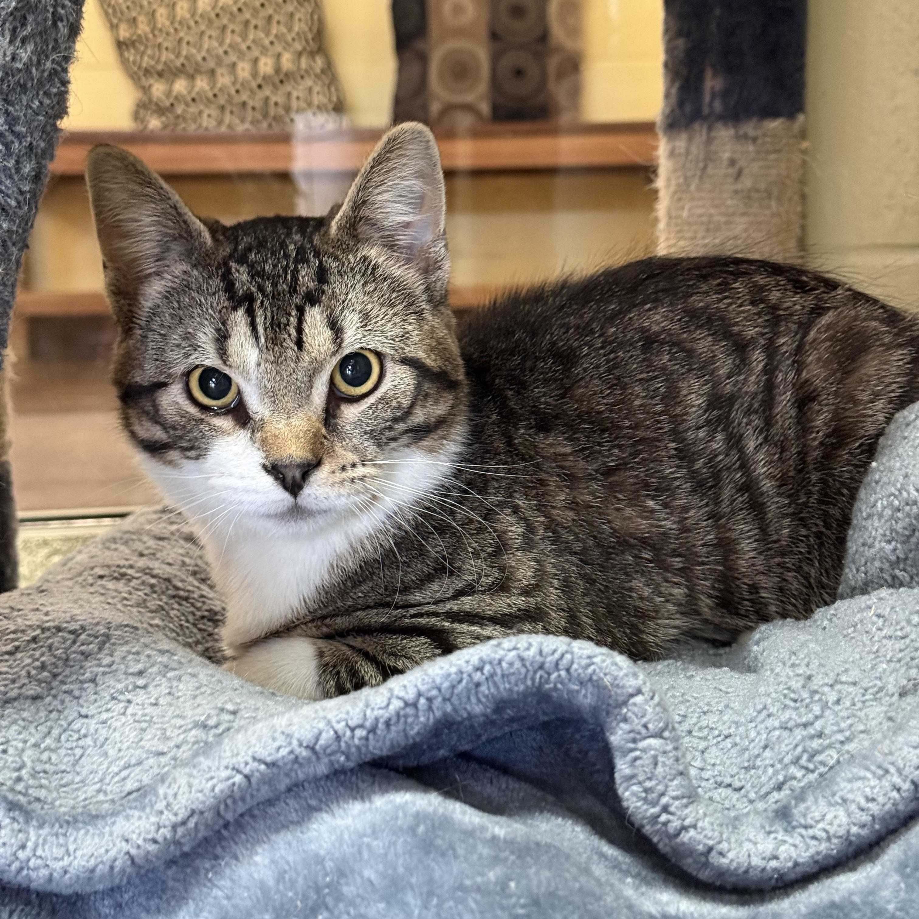 Zeppelin, adopted, Adult Male Domestic Short Hair.