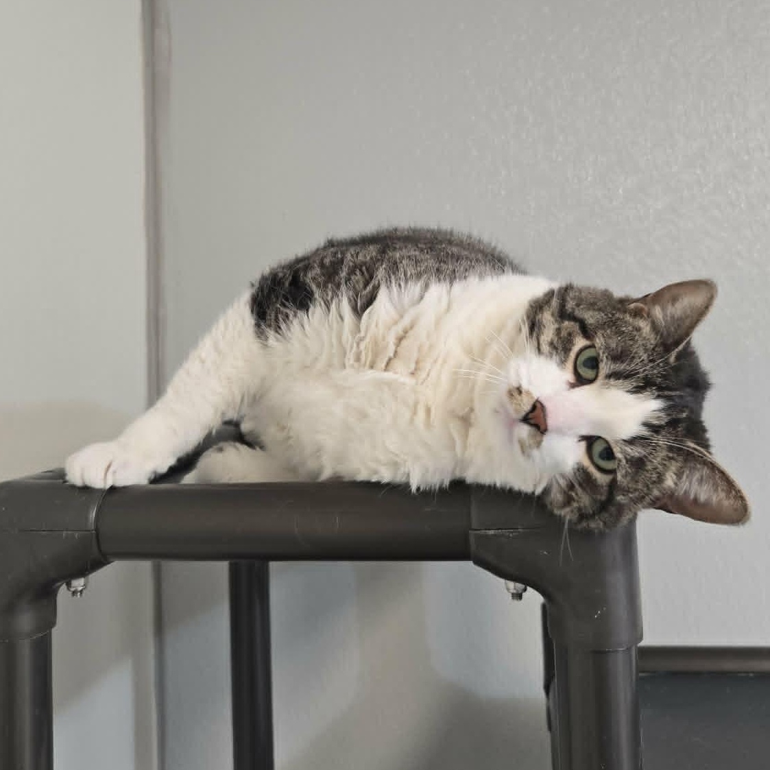 Merlin (At Hooves and Paws), a ADOPTABLE Domestic Short Hair in Watertown, WI image 2/3
