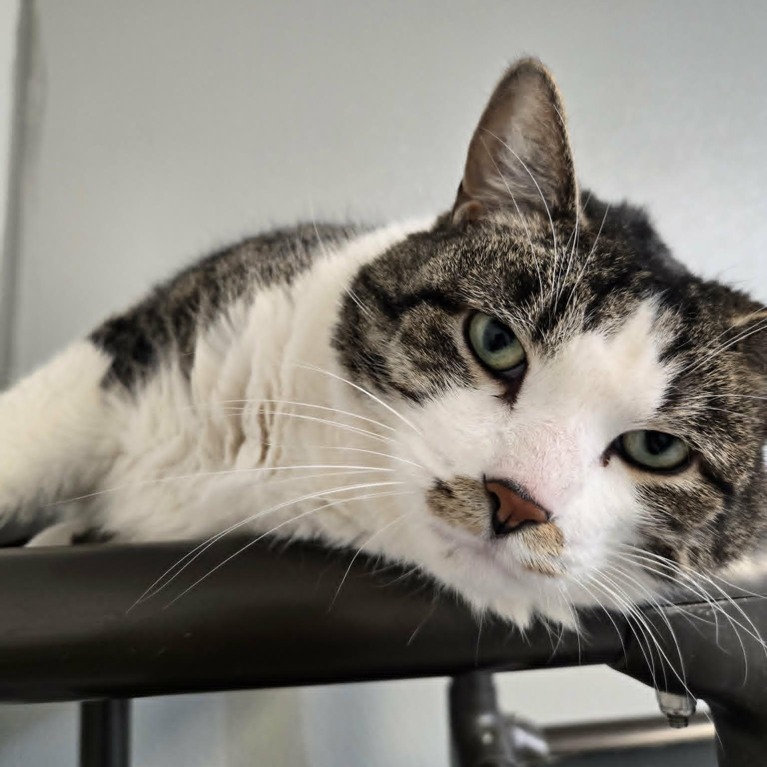 Merlin (At Hooves and Paws), ADOPTABLE, Adult Male Domestic Short Hair.