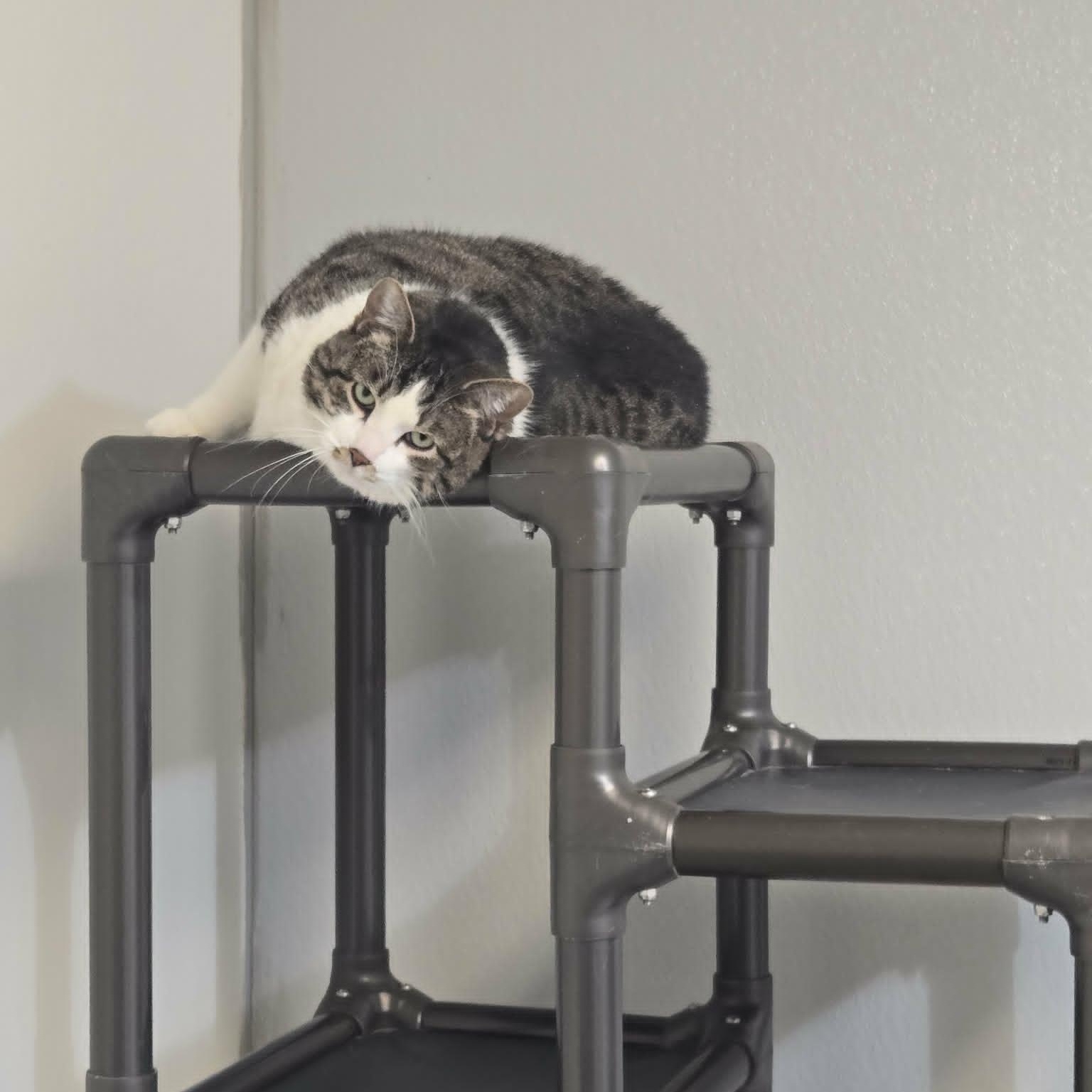 Merlin (At Hooves and Paws), a ADOPTABLE Domestic Short Hair in Watertown, WI image 3/3