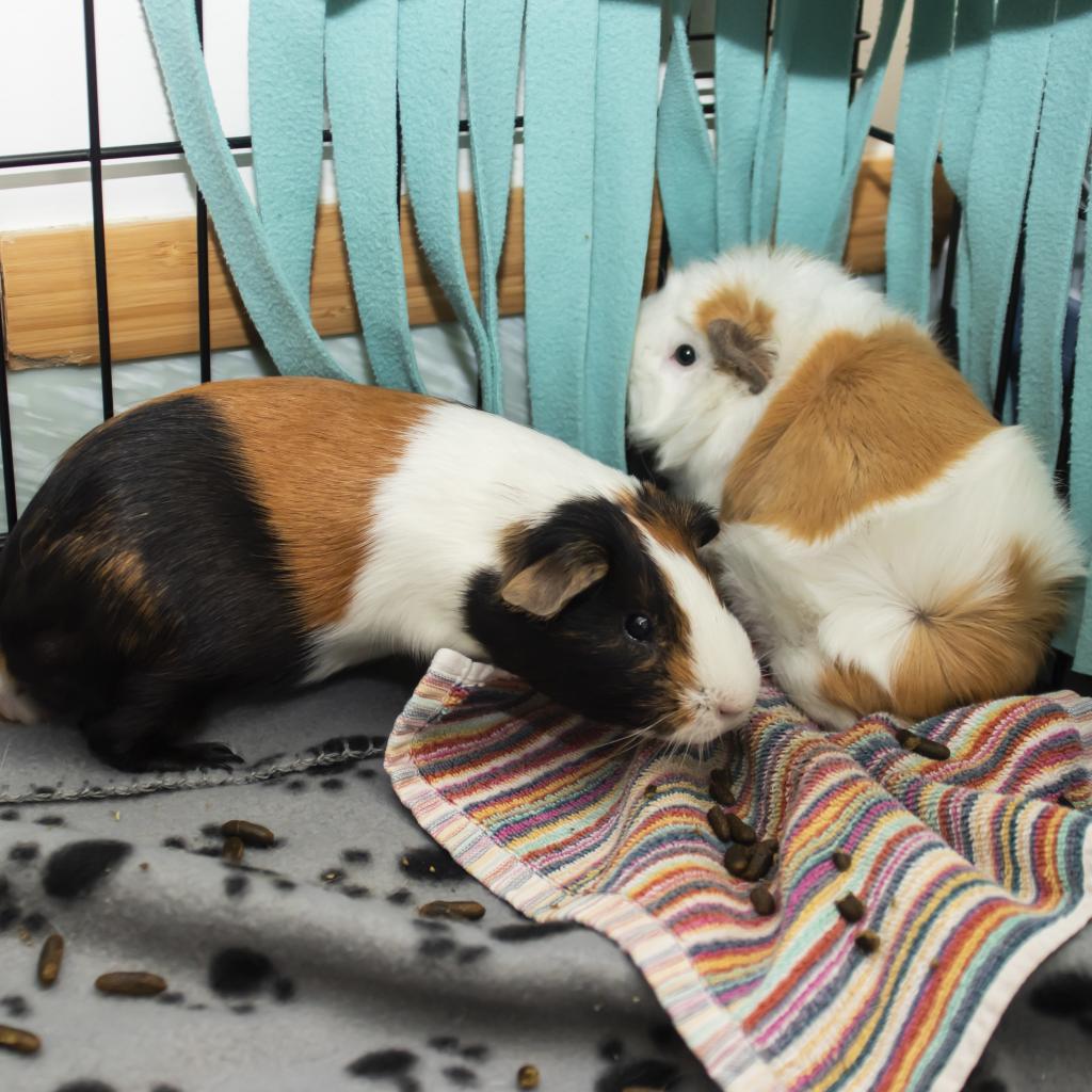 Cuff, Adoptable, Adult Male Guinea Pig.