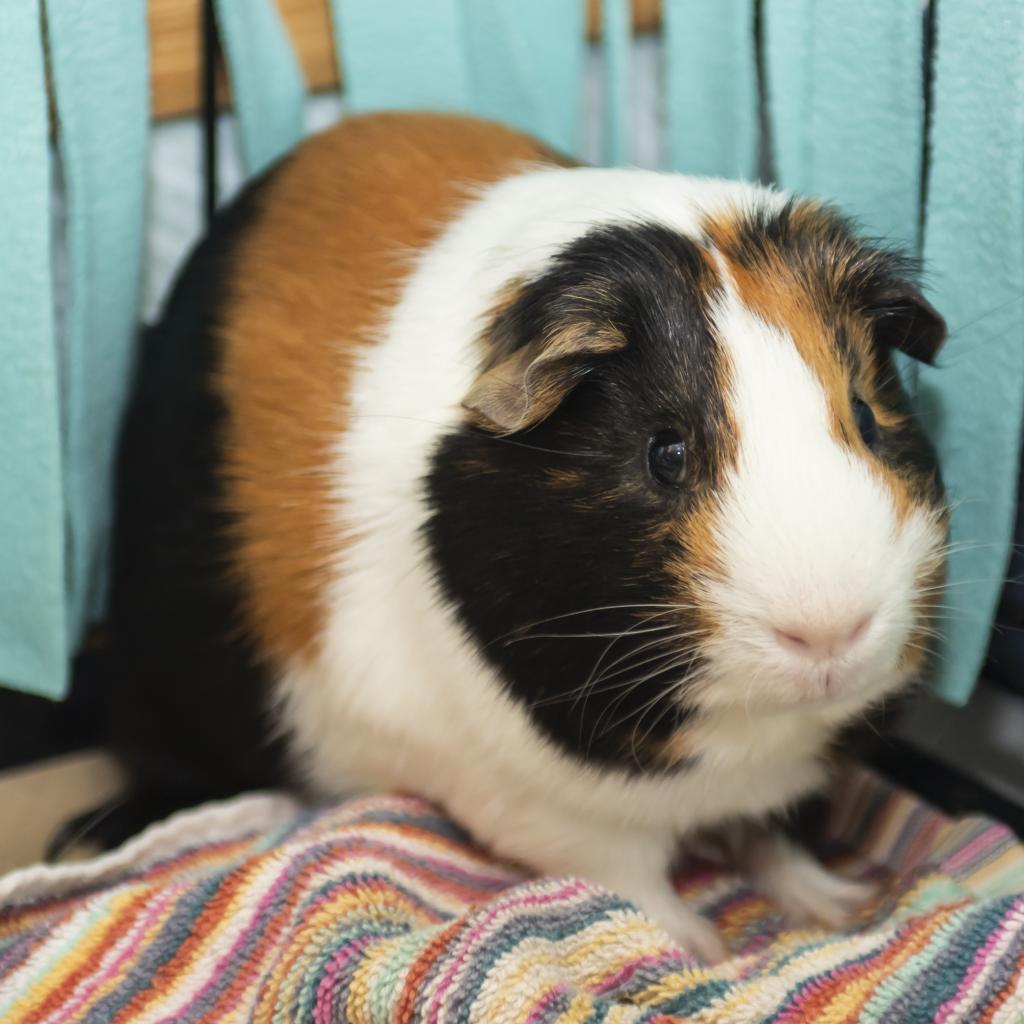 Cuff, a Adoptable Guinea Pig in Middletown, RI image 2/2