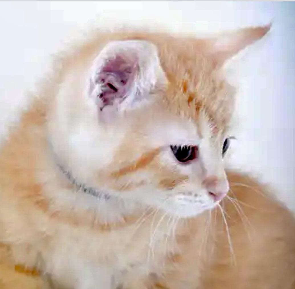 Enlarge Starry Night, a Adopted Domestic Short Hair in Port Washington, WI image 1/3