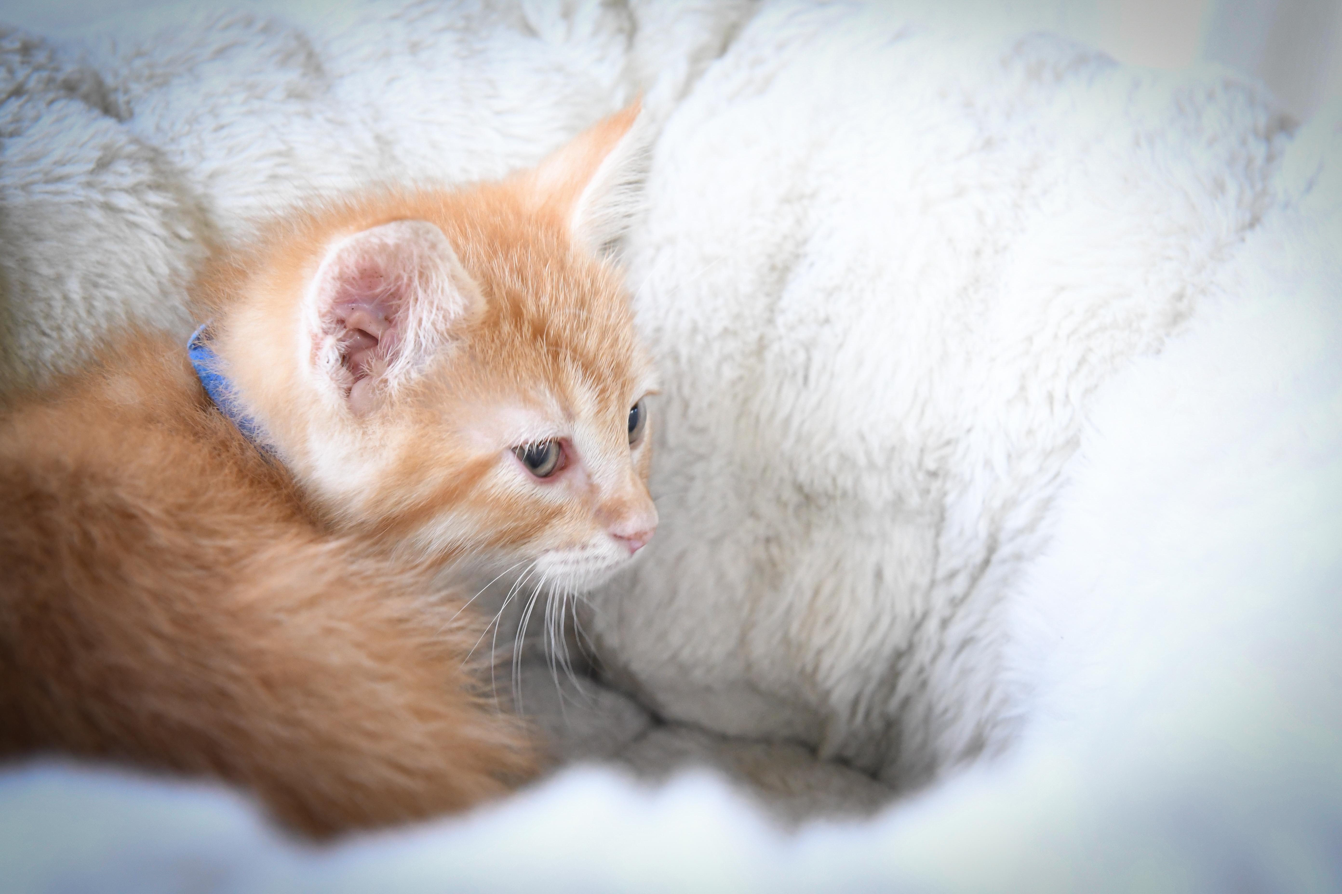 Enlarge Starry Night, a Adopted Domestic Short Hair in Port Washington, WI image 2/3